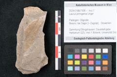 Foto (Objekt + Etikett) von Laurus primigenia Unger (NHMW-GEO-2024-0188-7938)